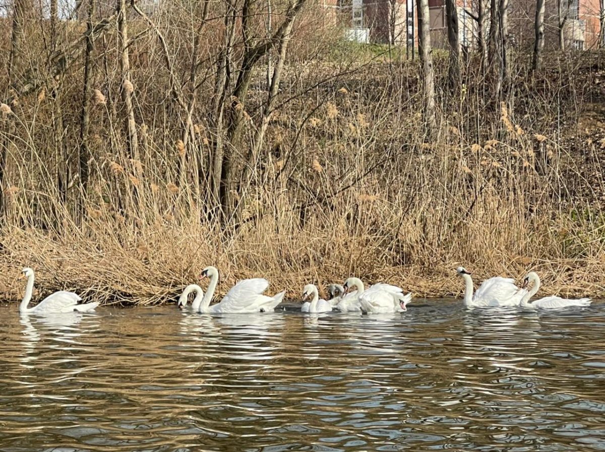 лебеди в парке горького